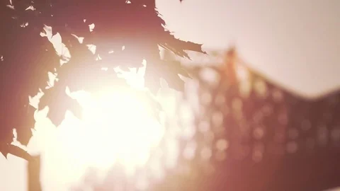 Bridge Sunset Stock Footage 77980525