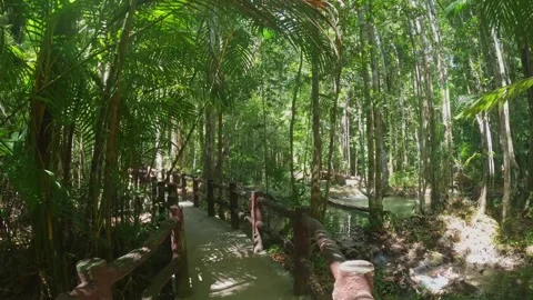 Bridge through the jungle light through palm trees, hard shadows from plants Stock Footage 255007261