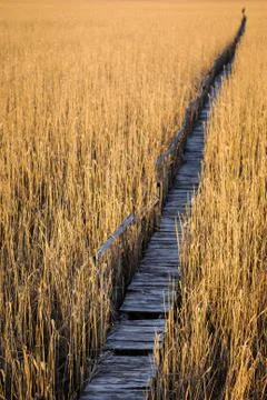 Bridge through reed grass Stock Photos