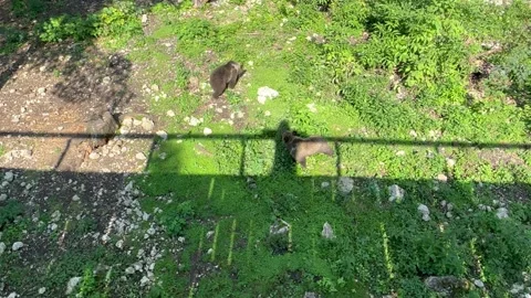 From the bridge, tourists watch the games of two bear cubs in the zoo Stock Footage 246962013