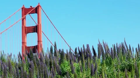 Bridge Tower and Flowers Stock Footage 49014618