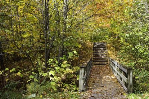 Bridge on the trail in the forest Stock Photos