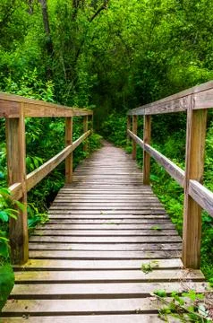 Bridge on a trail through the forest at codorus state park, pennsylvania. Fotos Stock