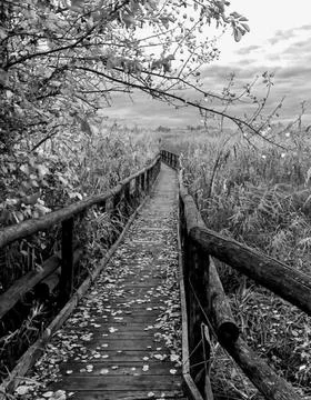 Bridge with tree leaves on it Stock Photos
