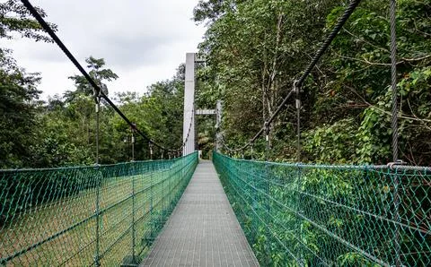 Bridge tree top walk through the jungle malaysia green Stock Photos