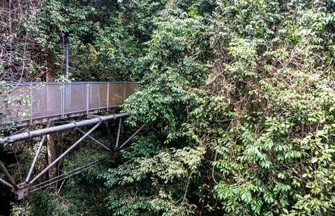 Bridge tree top walk through the jungle malaysia green Stock Photos
