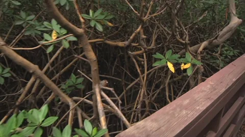 Bridge walking shot jungle Stock Footage 30783236