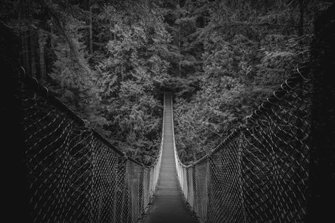Bridge winds through dense forest Stock Photos