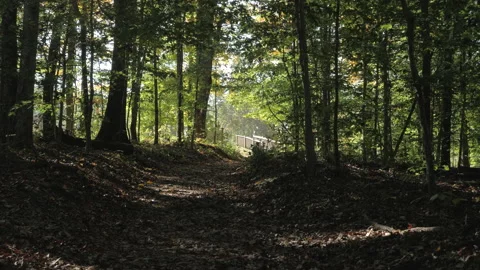 Bridge in the Woods 스톡 동영상 151662598