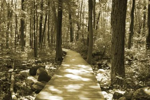Bridge in woods Stock Photos