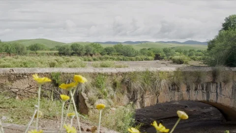Bridge Yellow Flowers Stock Footage 96170971
