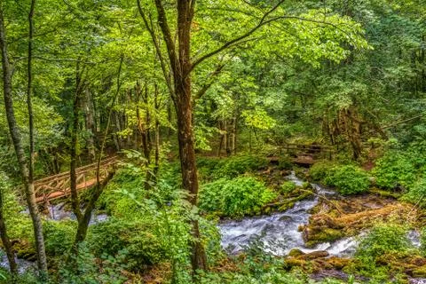 Bridges in forest Stock Photos
