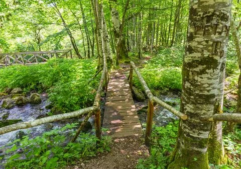 Bridges in forest Stock Photos