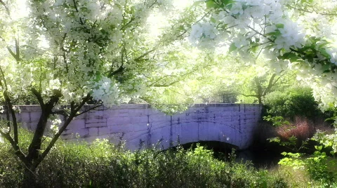 BridgeSpringFlowers Stock Footage 809868