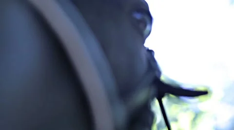 Bridle horse Stock Footage 53485776
