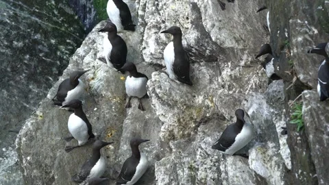 Bridled gillimots on the cliffs in Orkney in 4k Stock Footage 301191041