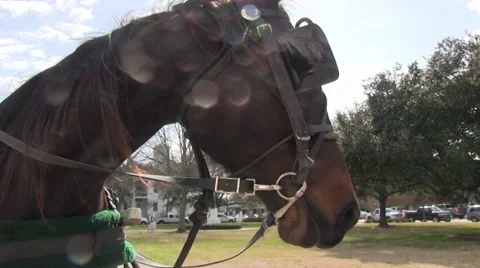 Bridled horse Video stock 35871401