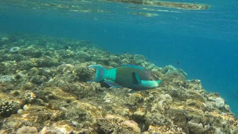 Bridled Parrotfish Blue Fish Chomping Away at Coral reef in the Red Sea Stockbeeldmateriaal 273948156