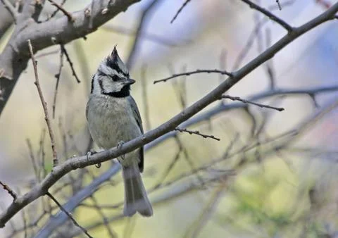 Bridled Titmouse Stock Photos