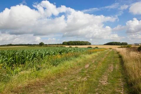 Bridleway with maize Stock Photos