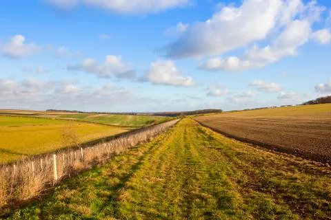 Bridleway with saplings Stock Photos
