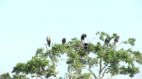 Brids in a tree Stock Footage 5087690