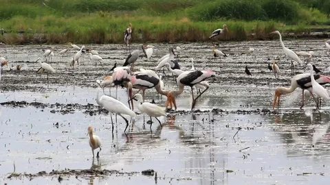 Brids3 스톡 동영상 76492357