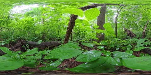Brief 360 Video Time Lapse Amoung the Leaves in a Deciduous Forest Stock Footage 311484867