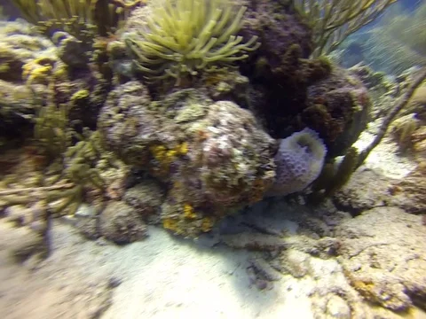 Brief Coral Shot Stock Footage 103421116