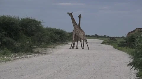 Brief pause, flank-to-flank; no strikes — Continuation — Part 3 Vídeos de archivo 319960772