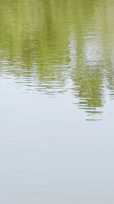 Brief view of two alligators stationed across pond. Vídeo Stock 345284450