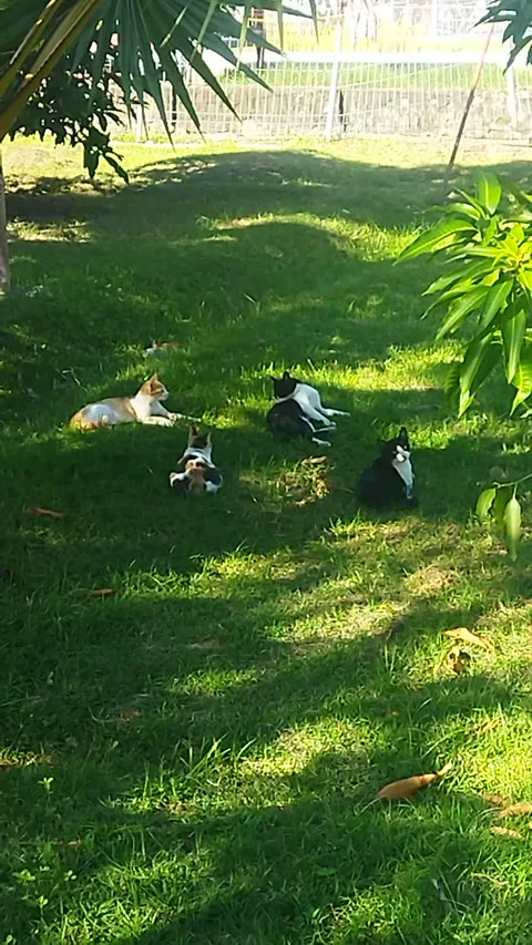 Briefing of cats Video stock 244453012