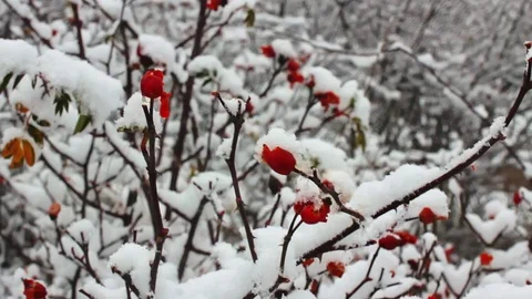 Brier with snow on the branches Stock Footage 86512915