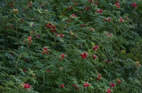 Brier wall Stock Photos