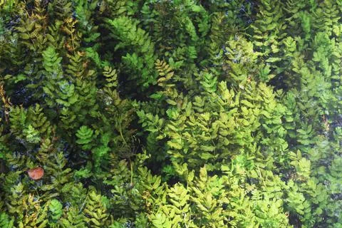 Bright algae at the bottom of the river and clear water Foto stock