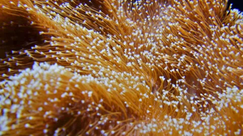 Bright algae moving in water Stock Footage 33445704