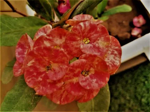 A Bright And Beautiful Crown Of Thorns Red Color Flower. Stock Photos
