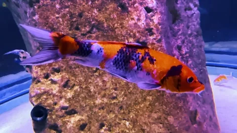 Bright and beautiful fish in a large aquarium. Beauty of underwater life. Stock Footage 263828405