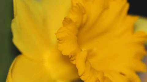 A bright and cheerful yellow daffodil flower, perfect for spring or Easter-.. Stock Footage 332224725