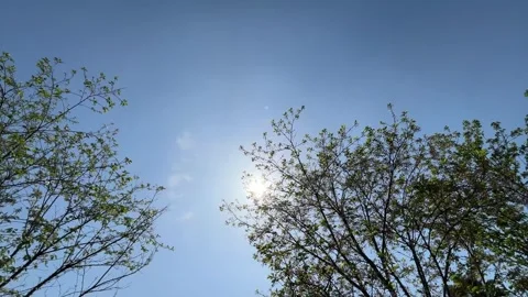 Bright and clean view of the midday sun through spring tree branches Видео 334909073