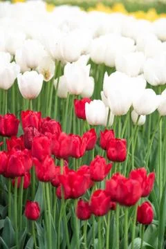 Bright and colorful flowers tulips on the background of spring landscape Stock Photos