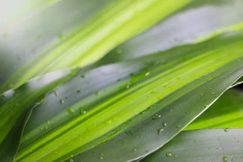 Bright and colorful leaf background, symbolizing freshness, renewal, and th.. Stock Photos