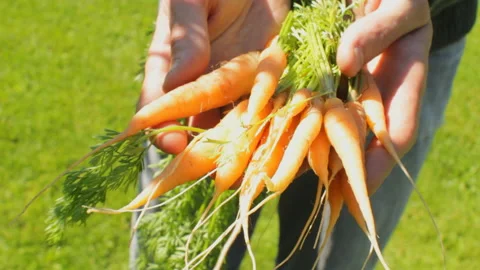 Bright and colourful high quality video of farmer extending hand with fresh.. Stock Footage 233461266