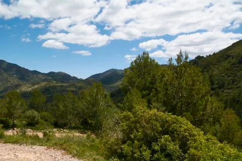 Bright and hot spring day in the bush Stock Photos