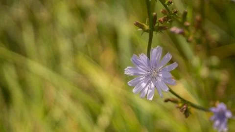 Bright and at the same time delicate chicory flower, summer Foto stock