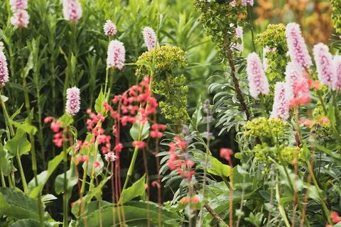 Bright and vibrant array of blooming bistort flowers, arranged in neat rows and Stock Photos