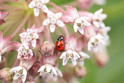 Bright and vibrant macro of a ladybug perched on a cluster of pink flowers in th Stock Photos