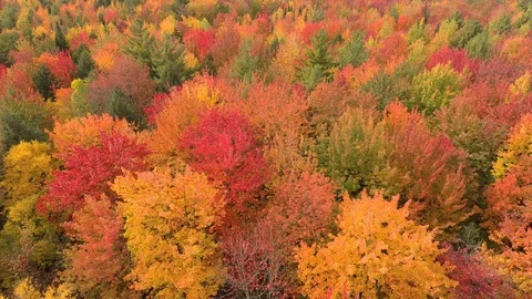 Bright and vivid forest with colored leaves viewed in 1 min drone shot Stock Footage 119202292