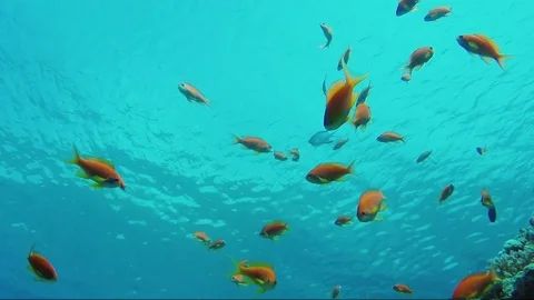 Bright Anthias fish eat plankton in the thick warm water of the Red Sea, above Stock Footage 74157628