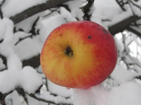 Bright Apple On Snow Dusted Tree Stock Photos